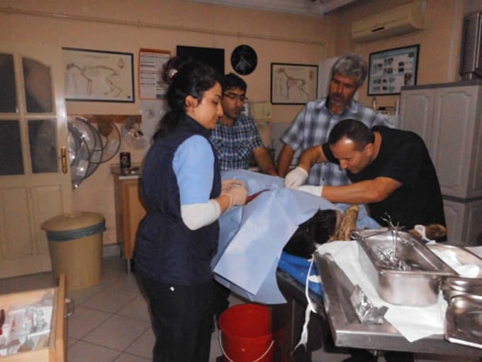 Bağırsakları dışarıda doğan buzağıya başarılı operasyon