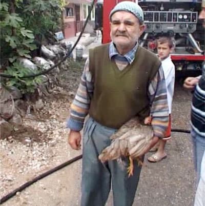 Yangından Kurtardığı Tavuğunu Elinden Bırakmadı