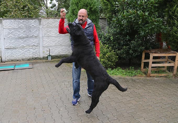 Arama çalışmalarından etkilendi, köpek eğitim merkezi kurdu 