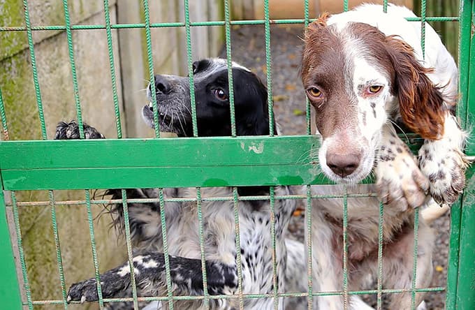 Arama çalışmalarından etkilendi, köpek eğitim merkezi kurdu 