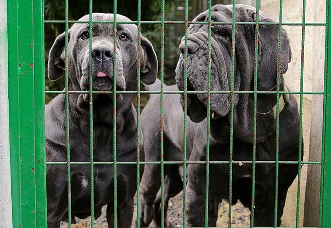 Arama çalışmalarından etkilendi, köpek eğitim merkezi kurdu 