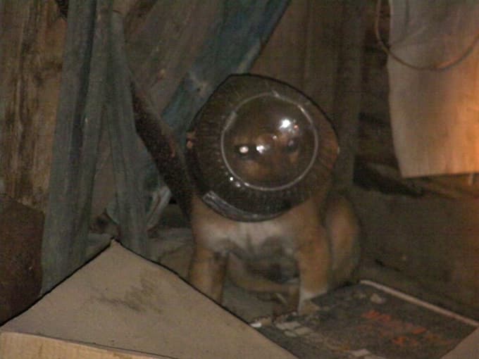 Kafası bidona sıkışan köpeği itfaiye kurtardı
