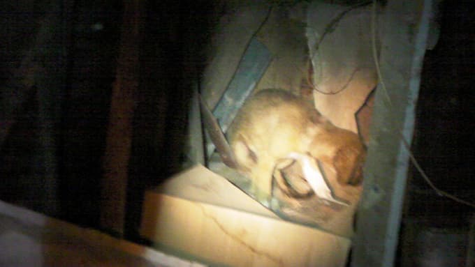 Kafası bidona sıkışan köpeği itfaiye kurtardı