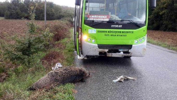 Ormandan yola inen domuza otobüs çarptı