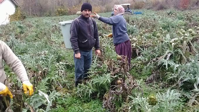 Enginarda son kesim yapıldı