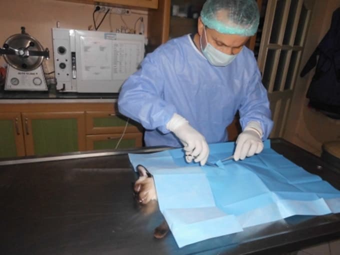 2 adet 10 kuruş yutan hamile kedi ameliyat edildi