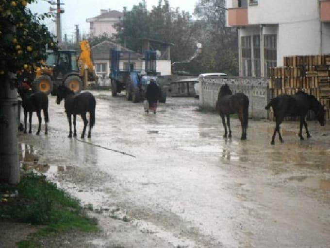 Geyve'nin cadde ve sokaklarında başıboş atlar