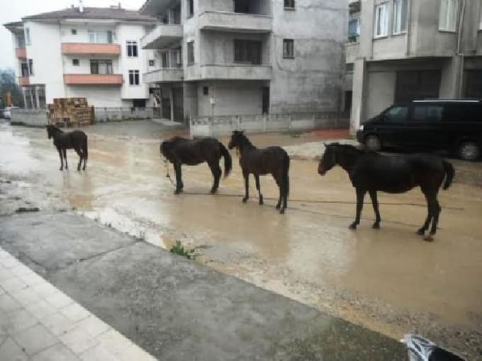 Geyve'nin cadde ve sokaklarında başıboş atlar