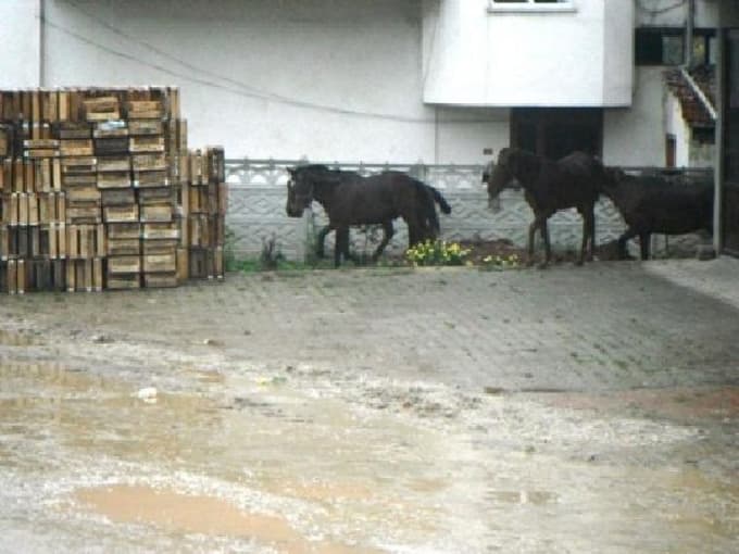 Geyve'nin cadde ve sokaklarında başıboş atlar