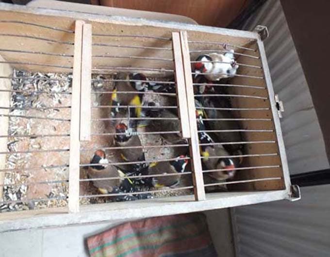 Saka kuşu avcısına rekor ceza