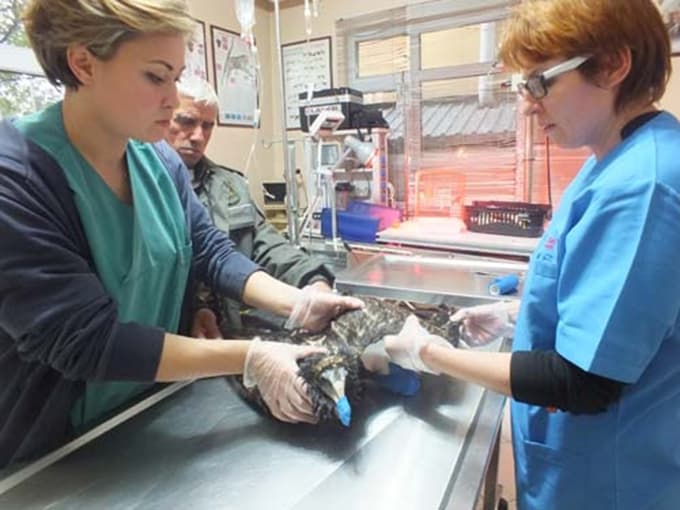 Bitkin düşen akbaba, tedavisi sonrası doğal ortamına salındı
