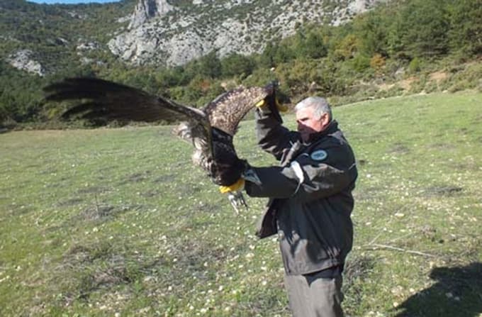 Bitkin düşen akbaba, tedavisi sonrası doğal ortamına salındı