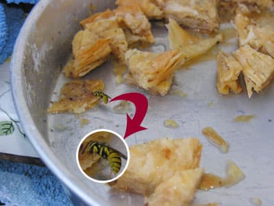 Arılar Sakarya'yı Sardı