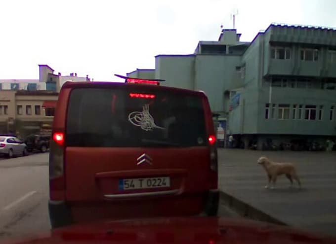 Köpek dolmuşa bindi, ortaya ilginç görüntüler çıktı