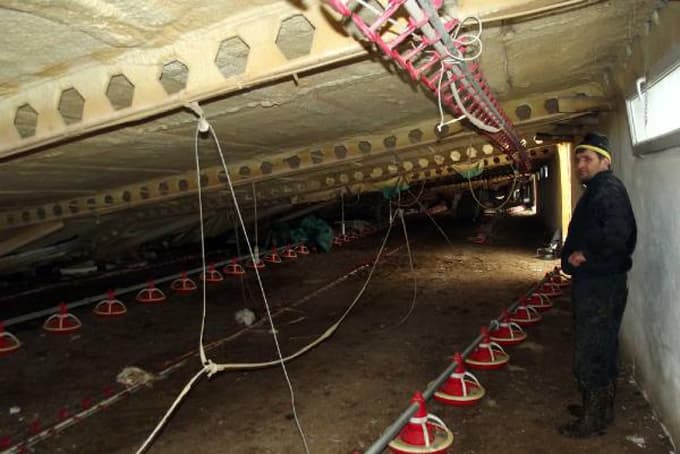 Akyazı'da kümes çöktü, 8 bin piliç telef oldu