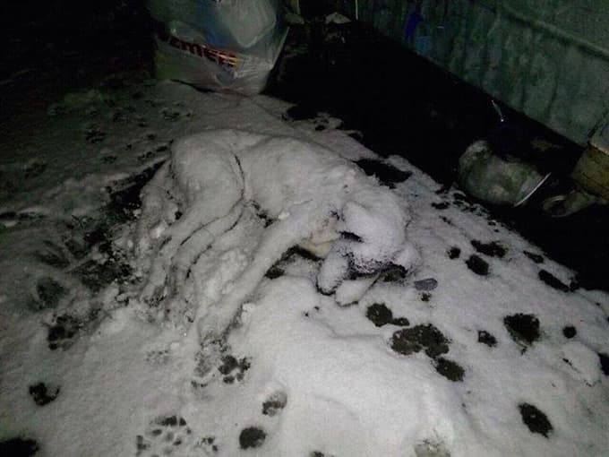 Soğukta kalan köpek donarak öldü