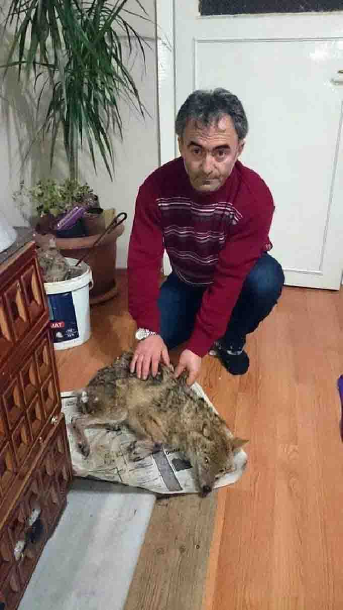 Yolda donmak üzere olan çakalı evine götürüp kurtardı 