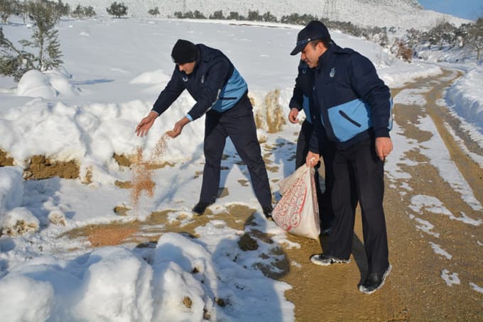 Kuşlar için açık alanlara yem bırakıldı