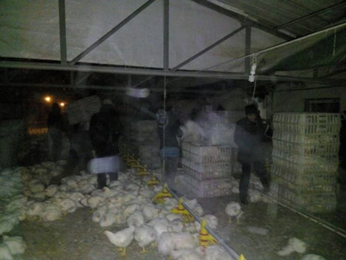 Kar nedeniyle çatısı çöken çiftlikte 10 bin tavuk telef oldu
