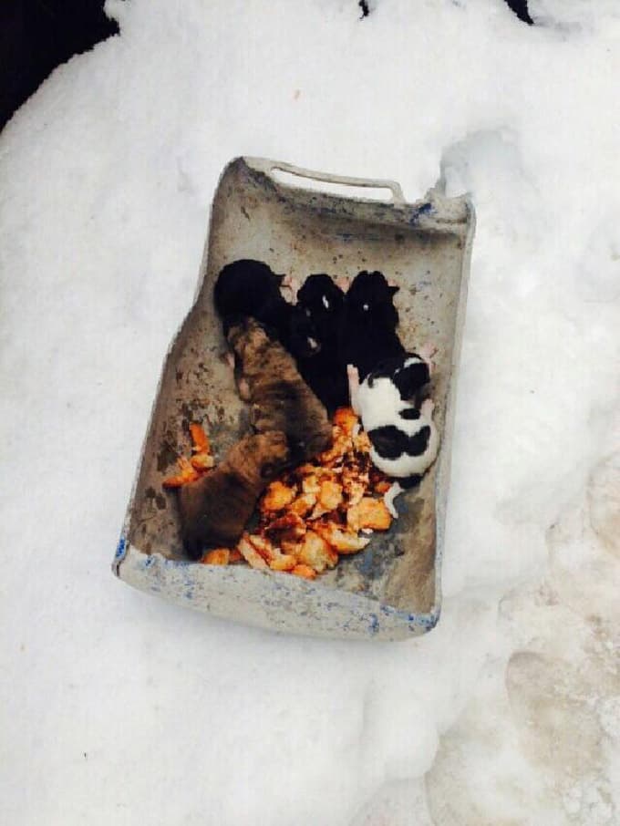 Barınak görevlileri 6 yavru köpeği soğukta bıraktı
