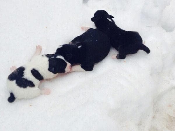 Barınak görevlileri 6 yavru köpeği soğukta bıraktı