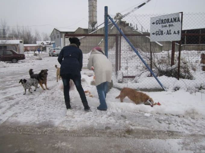 Sokakta yaşayan hayvanlara yem bıraktılar