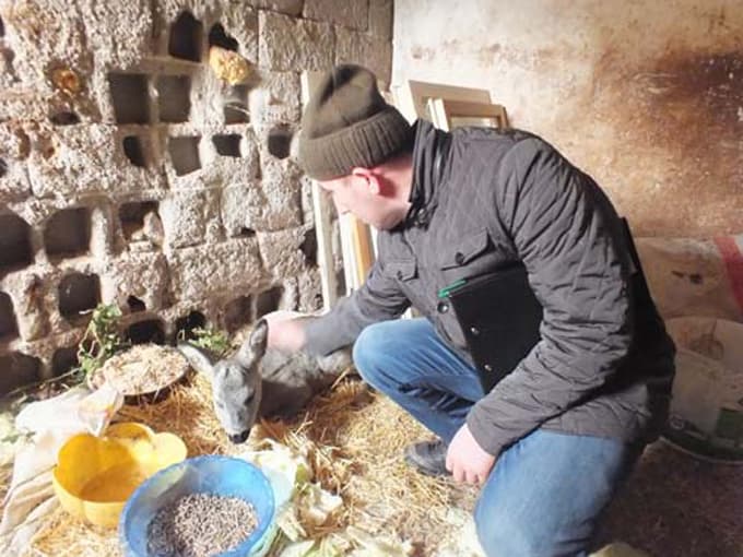 Yaralı yavru karaca tedavi altına alındı