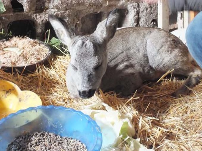Yaralı yavru karaca tedavi altına alındı