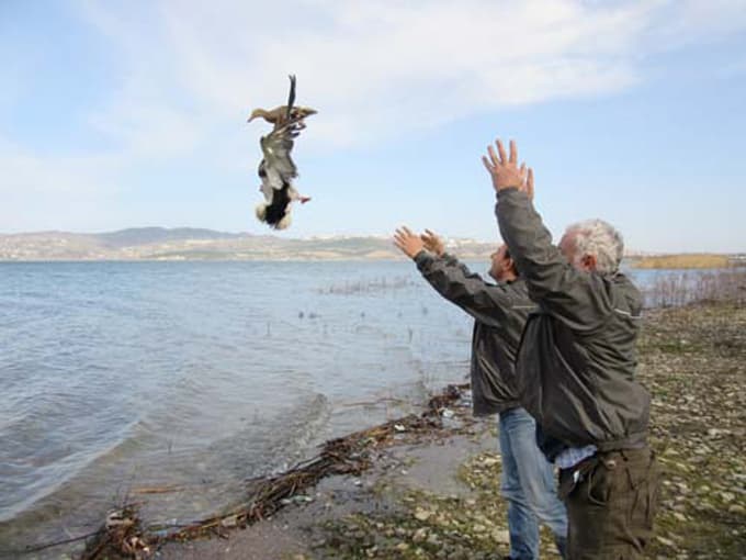 Yaban ördekleri özgürlüklerine kavuştu
