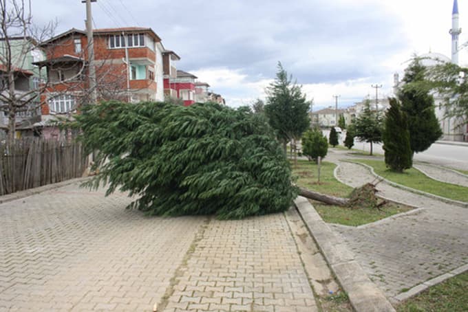 Etkili rüzgar ağaçları söktü işyerlerinin çatısını uçurdu