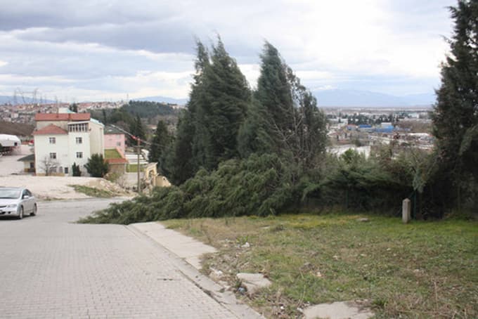 Etkili rüzgar ağaçları söktü işyerlerinin çatısını uçurdu