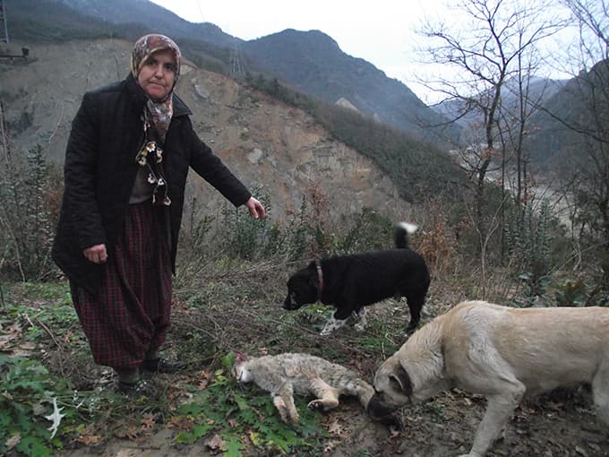 Geyve Boğazı'nda yaban kedisinin feci ölümü