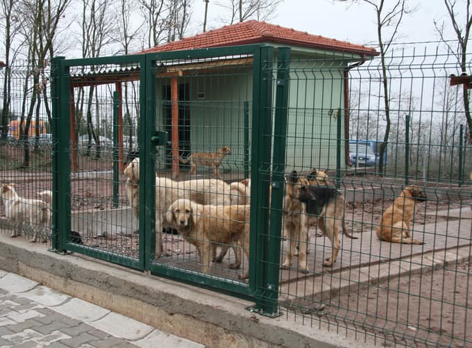 Barınakta günde 20 hayvan tedavi ediliyor