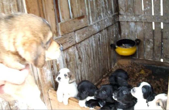 Donmak üzereyken bulduğu köpek 11 yavru doğurdu