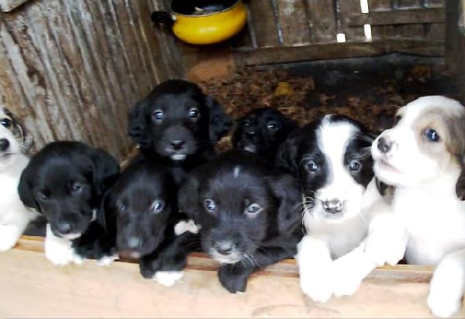 Donmak üzereyken bulduğu köpek 11 yavru doğurdu