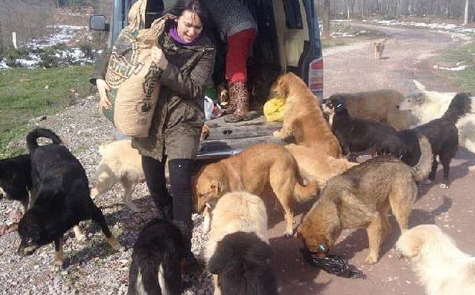 Ormana terk edilen köpekleri hayvanseverler besliyor