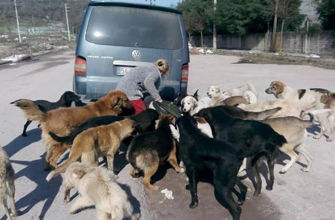 Ormana terk edilen köpekleri hayvanseverler besliyor