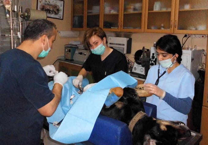 Köpeğin idrar kesesindeki taşlar, ameliyatla alındı