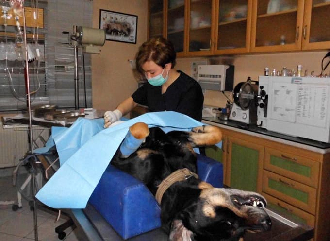 Köpeğin idrar kesesindeki taşlar, ameliyatla alındı