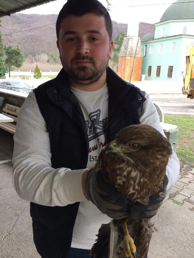 Akyazı'da yaralı atmaca, tedavi altına alındı