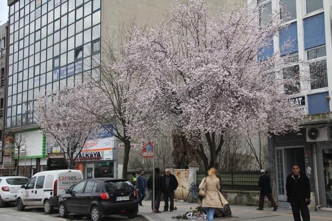 Yalancı baharda ağaçlar çiçek açtı