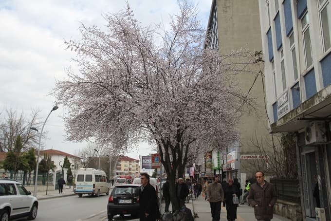 Yalancı baharda ağaçlar çiçek açtı