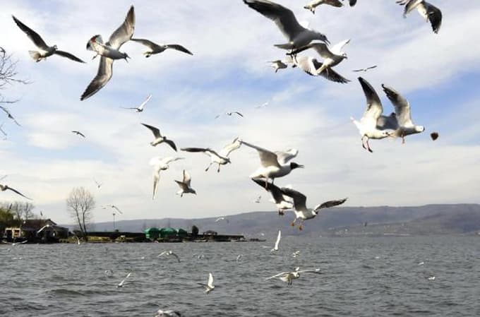 Sapanca'da martıların simit kapma yarışı