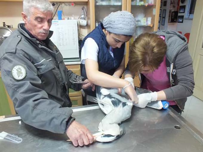 Tedavisi tamamlanan gri balıkçıl doğal yaşam alanına salındı