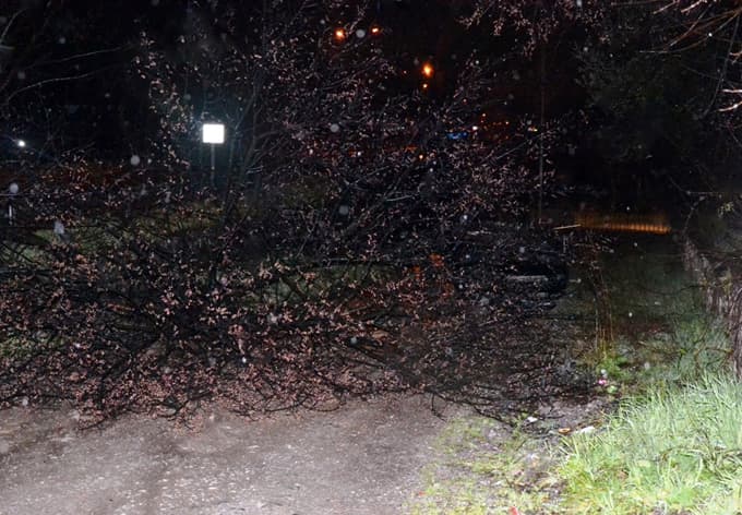 Takla atan otomobil ağacı devirdi: 5 Yaralı