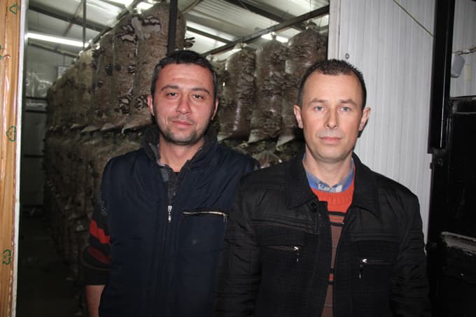 İki arkadaş istiridye türü mantar üretti