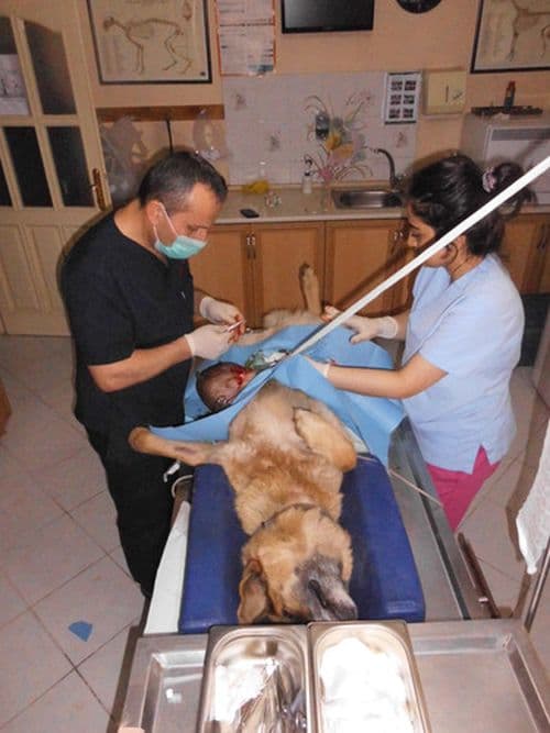 3 veteriner Alman kurdu için seferber oldu