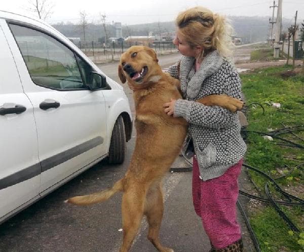 Ormana terkedilen köpekleri onlar sahiplendi