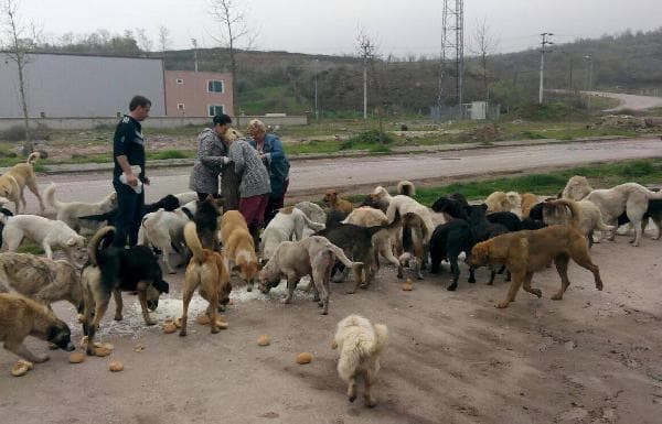 Ormana terkedilen köpekleri onlar sahiplendi