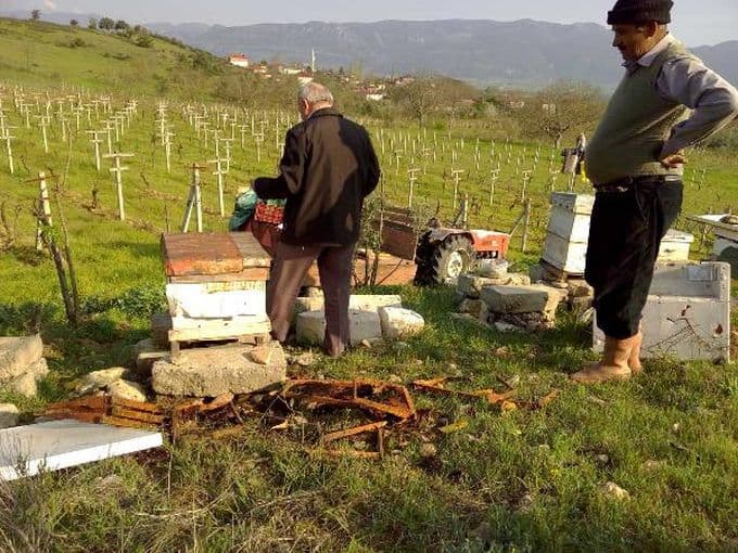 Kış uykusundan uyanan ayılar bal kovanlarına saldırdı